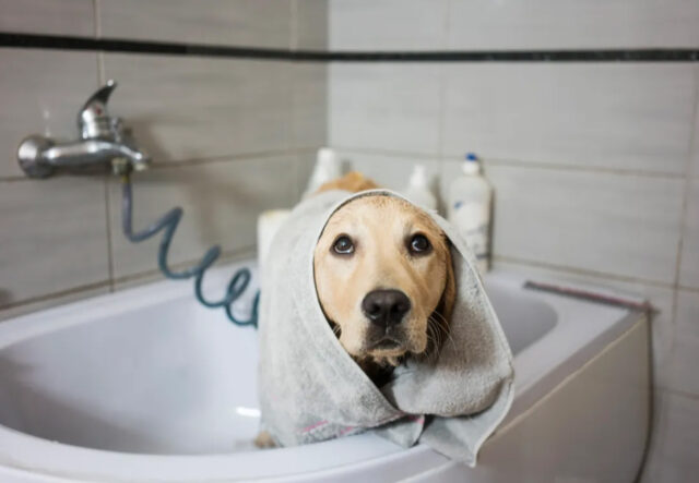 accessori per la toelettatura del cane Labrador in bagno