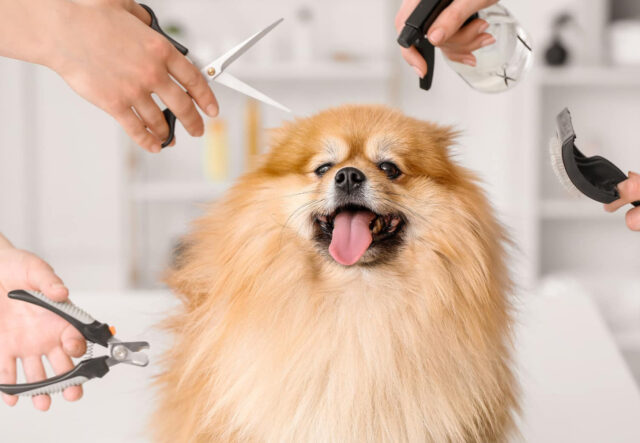 5 accessori per la toelettatura del cane Pomerania, i più utili ed efficaci