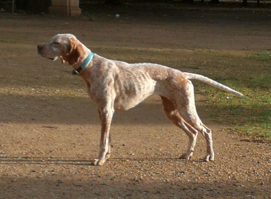 cagnolina terra battuta sotto di lei 