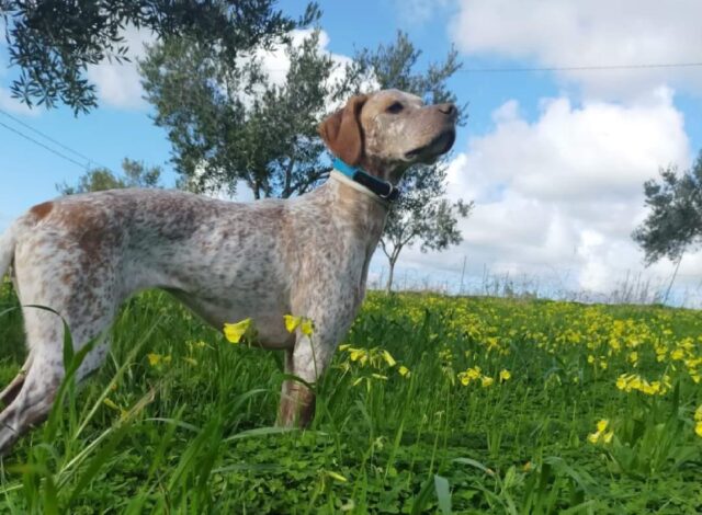 Alcamo, 5 mesi senza Mia, le ricerche proseguono nonostante tutto, questa cagnolina deve tornare a casa