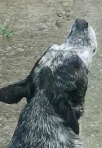 Cane che piange per la sua amica colpita dall’alluvione (VIDEO)
