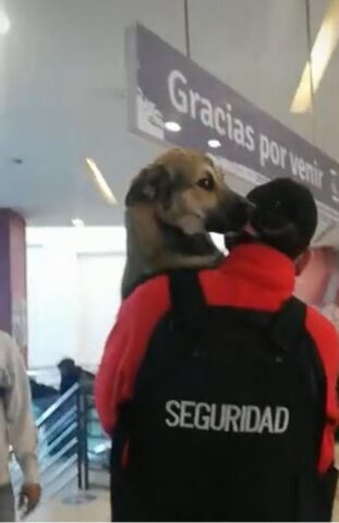 Cane in braccio ad una guardia di sicurezza (VIDEO)