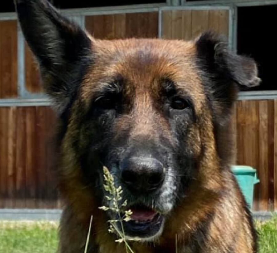 cagnolina primo piano su faccia 