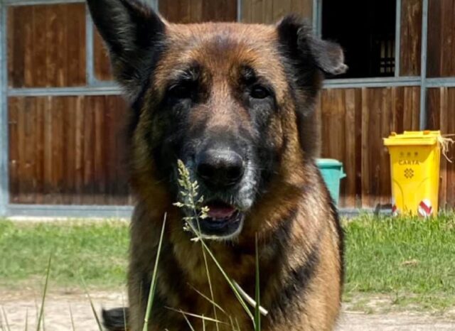 Anzola dell’Emilia, Patty si allontana di casa e non torna più, si cerca questa cagnolina Pastore Tedesco