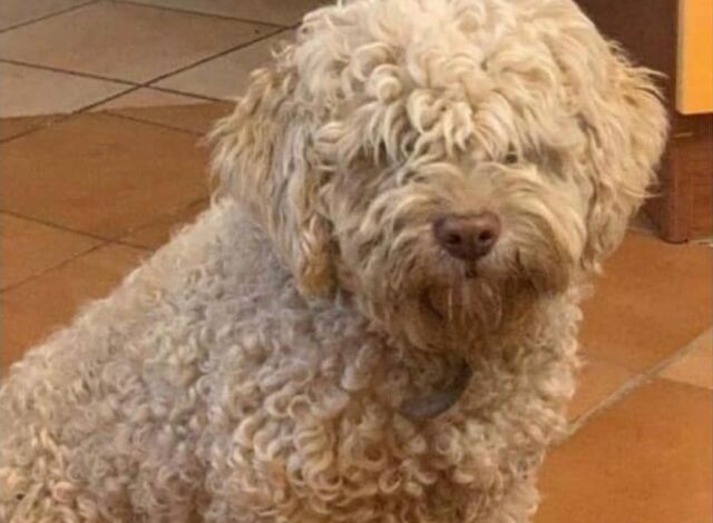 Baia e Latina, Lagotto con seri problemi di salute viene smarrito, il cane si chiama Fiocco