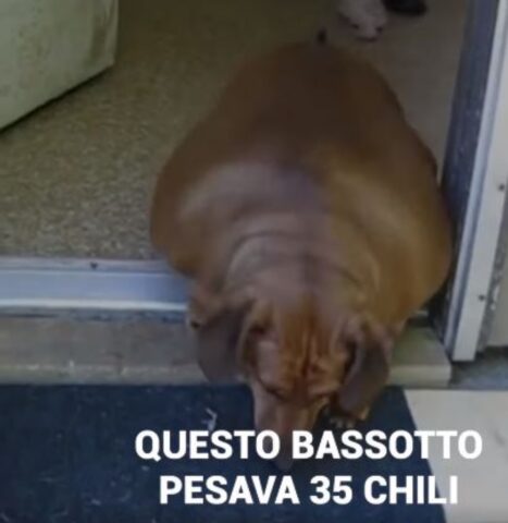 un cane bassotto obeso