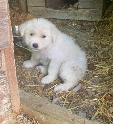 Cagnolina abbandonata e gettata come spazzatura è alla ricerca di una famiglia felice