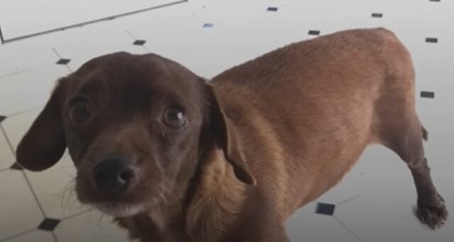 La cagnolina abbandonata Bassotto ha trovato una mamma che si prende ogni giorno cura di lei (VIDEO)