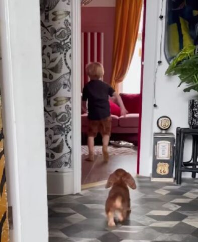 Cucciolo di cane diventa il migliore amico di un bimbo (VIDEO)