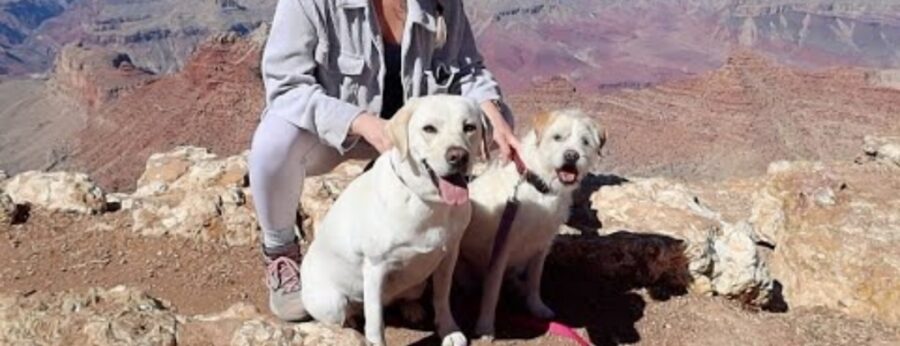 cagnolini sul gran canyon