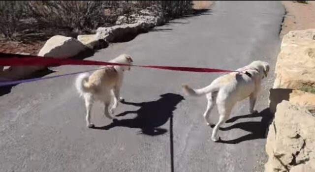 Cagnolini vanno sul Grand Canyon per la prima volta (VIDEO)