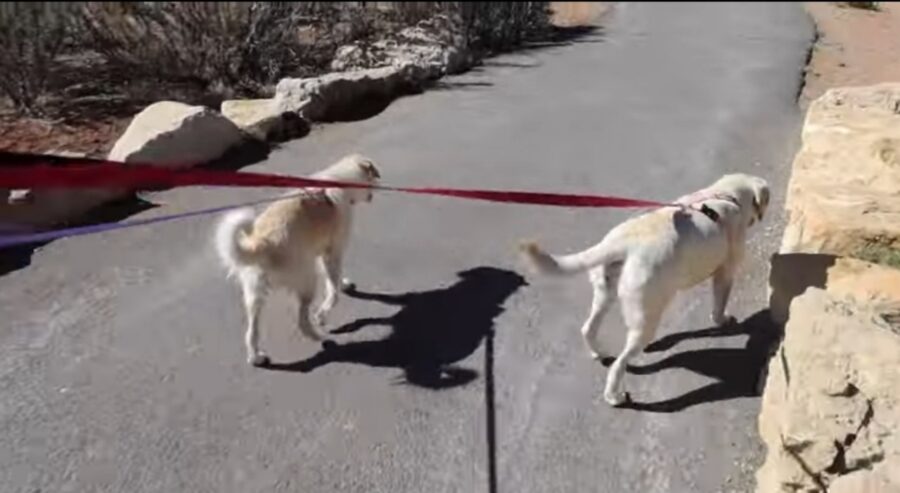 video di due cagnolini