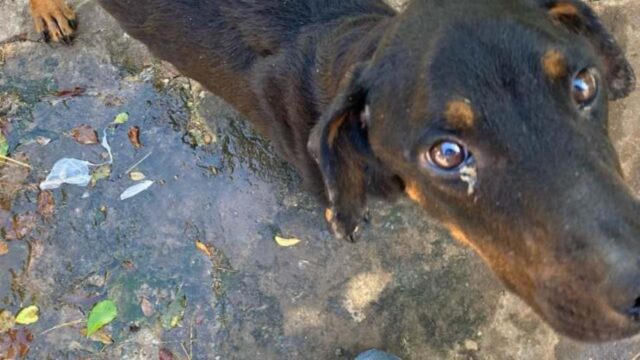 Cagnolino vittima di maltrattamenti: salvato dalle autorità locali