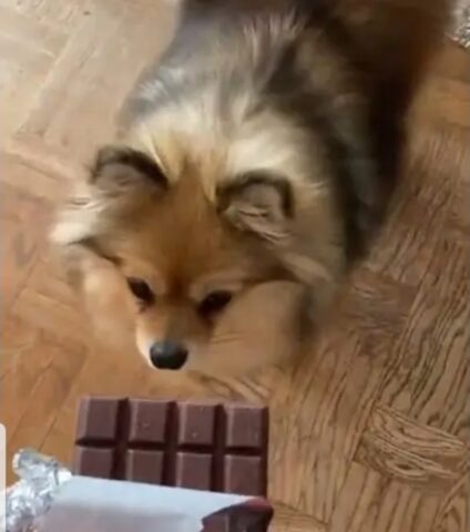 Cagnolino prova a mangiare la cioccolata per la prima volta ma qualcosa va storto (VIDEO)