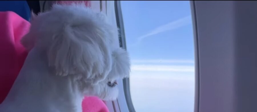 cagnolino va in aereo per la prima volta