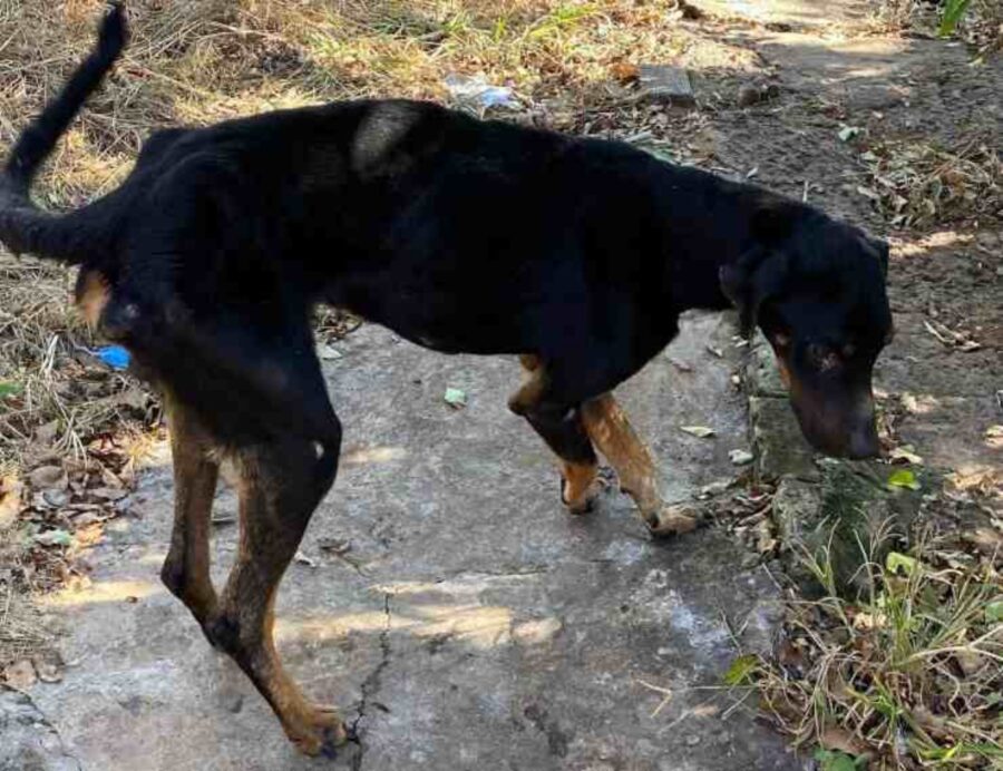 cagnolino maltrattato e pieno di zecche