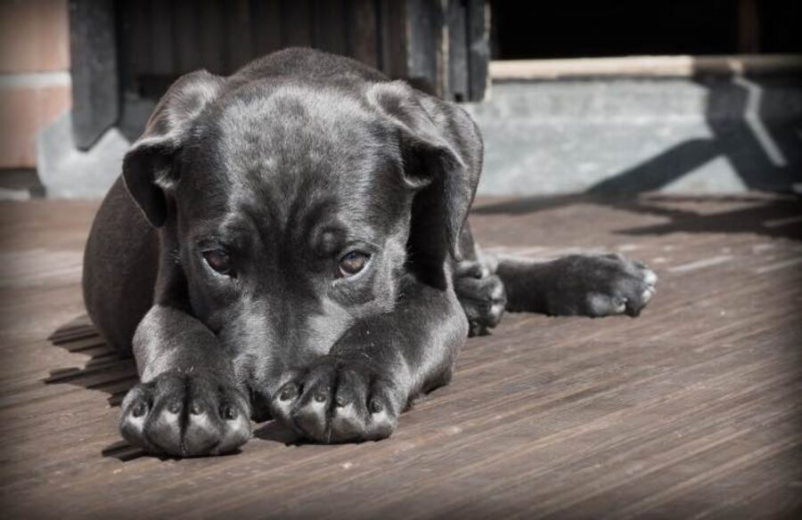 storia di un cagnolino abbandonato