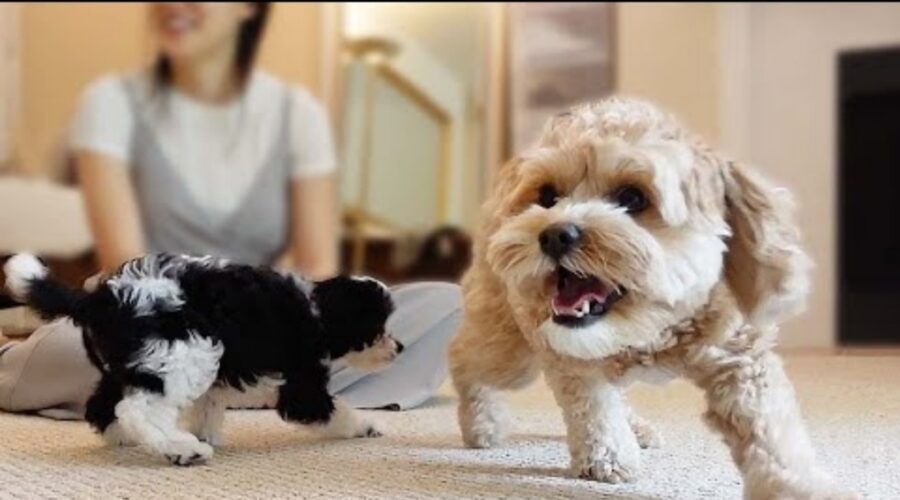 video di un cagnolino