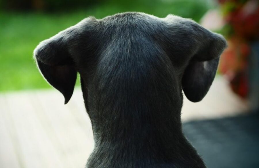 cagnolino abbandonato come punizione