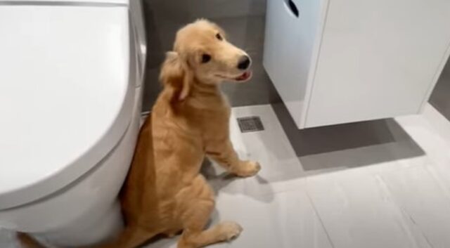 Il cagnolino Golden Retriever Domi ha deciso di fare una birichinata (VIDEO)