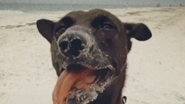 Un cagnolino abbandonato in spiaggia trova un’amica con cui condividere il mondo (VIDEO)