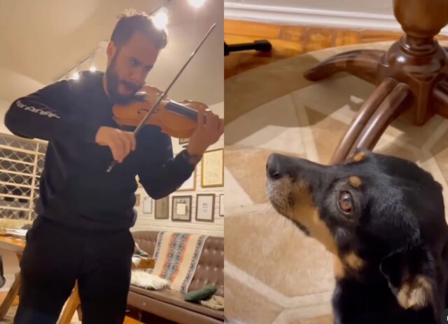 Cagnolino ascolta il violino con aria sognante