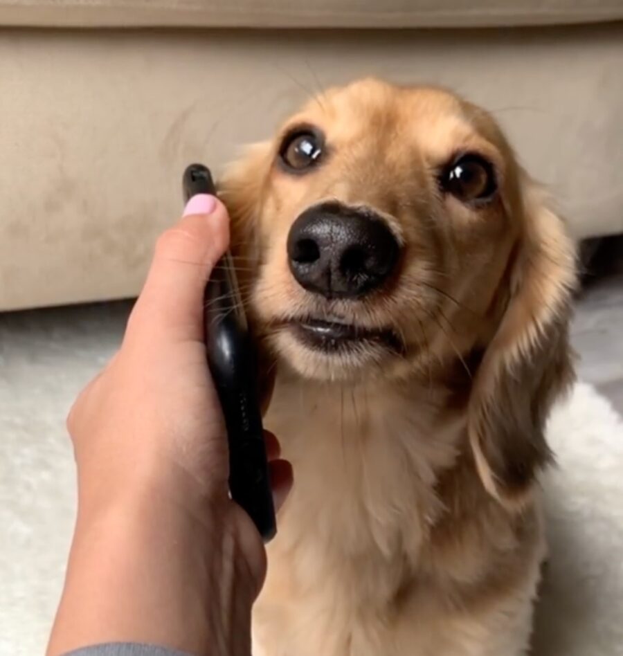 cagnolino bassotto parla al telefono