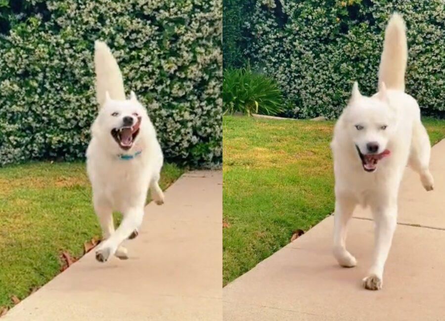 cagnolino danza felice