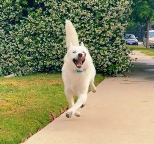 Fenix, il cagnolino che danza felice nonostante il suo disturbo neurologico (VIDEO)