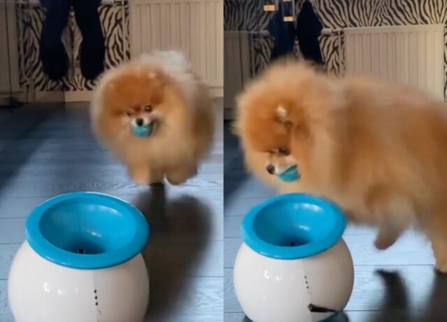 Cagnolino Pomerania gioca con un lancia-palline e danza per la gioia (VIDEO)