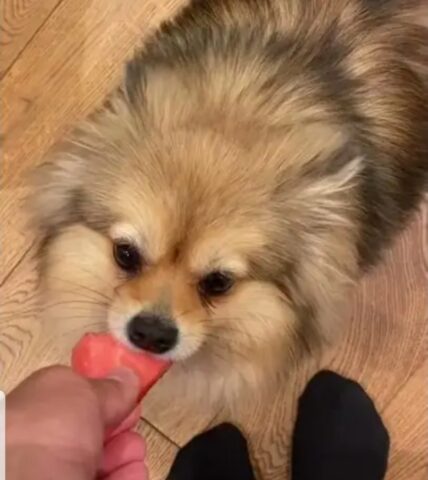 cagnolino mangia un'anguria