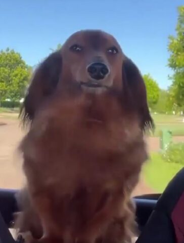 Cane durante una gita in auto per il ponte del 2 Giugno (VIDEO)