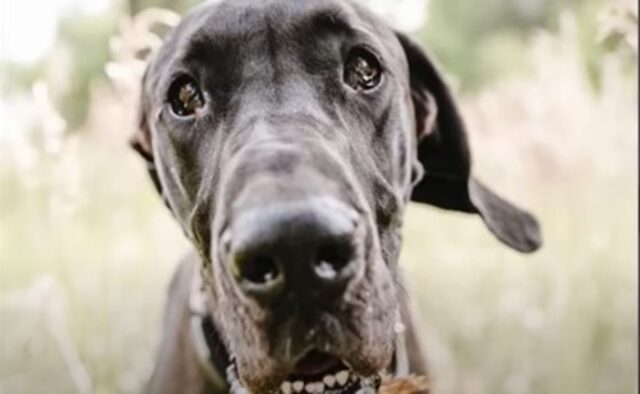 La cagnolona Alano Gigi ha dovuto affrontare un seria e rara patologia (VIDEO)