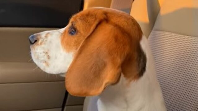 La cagnolona Beagle Bimba ha chiesto alla sua umana di adottare un gattino (VIDEO)