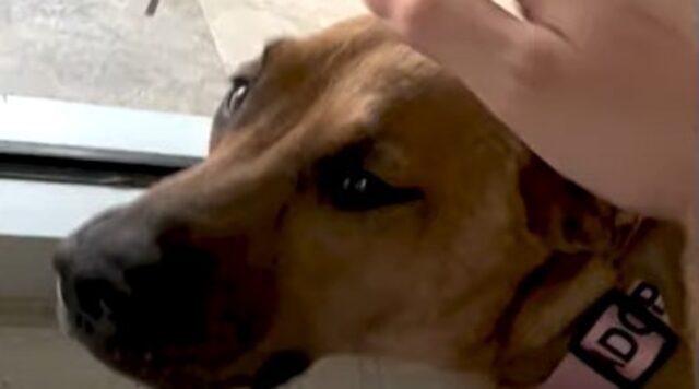 La cagnolona Lovebug ha una nuova vita e ora si sente al sicuro con i suoi cuccioli (VIDEO)