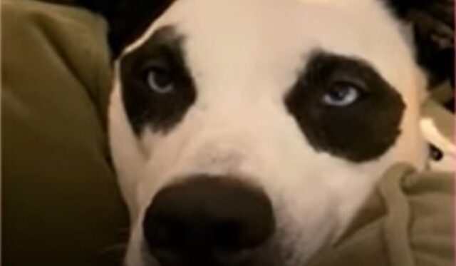 La cagnolona Panda vive dei momenti indimenticabili con dei cuccioli uguali a lei (VIDEO)