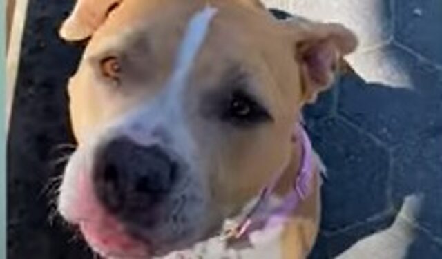 La cagnolona Pit Bull LilyBug adora mangiare il suo gelato preferito (VIDEO)