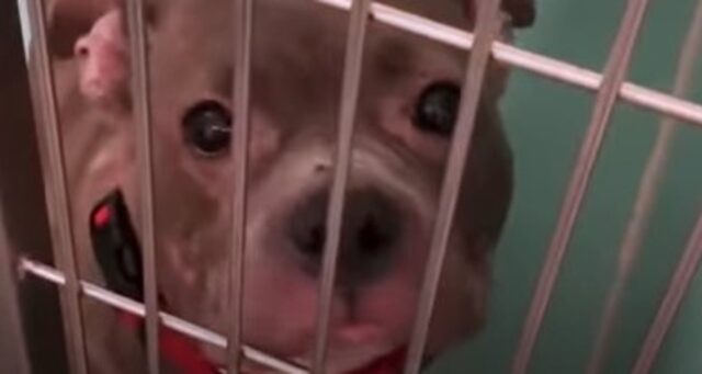 La cagnolona Pit Bull abbandonata Piggy Pie prova un profondo attaccamento verso il suo piccolo umano (VIDEO)