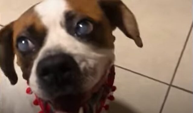 La cagnolona Valiente ha trovato una famiglia che ama prendersi cura di lei (VIDEO)