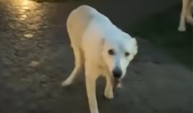 cane bianco