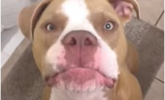 Una cagnolona Pit Bull vanitosa vuole che la sua umana la faccia ancora più bella (VIDEO)