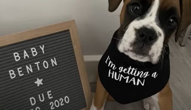 Il cagnolone Boxer Bruno ha tanto atteso la nascita del fratellino da cui è ossessionato (VIDEO)