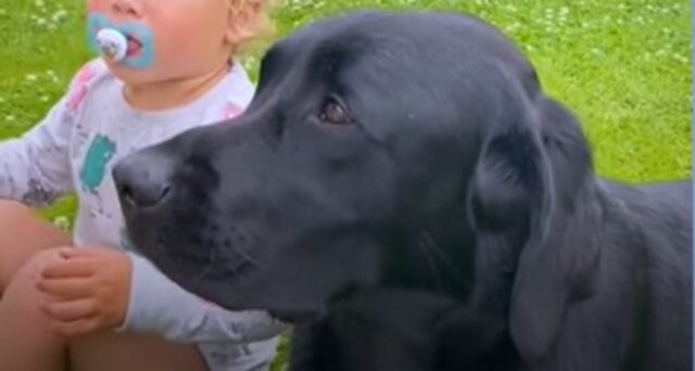 Il cagnolone Elvis ha un rapporto davvero speciale con il fratellino umano Ted (VIDEO)