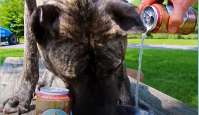 Il cagnolone Ethan ha una nuova vita ma soprattutto un nuovo lavoro (VIDEO)