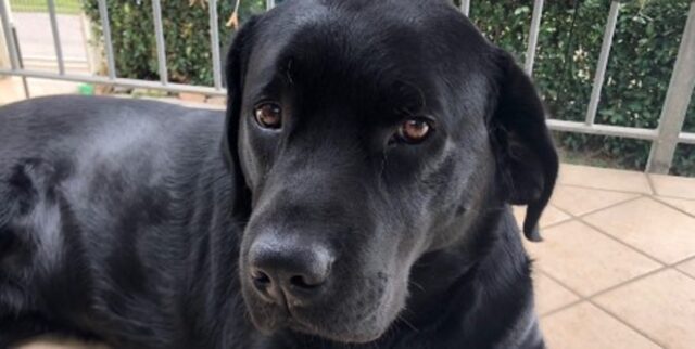 Il cagnolone Labrador Max ha assistito la sua umana al momento del parto (VIDEO)