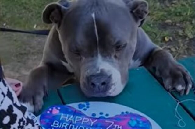 Il cagnolone Pit Bull Lebowski festeggia tutti i compleanni con i fratelli (VIDEO)