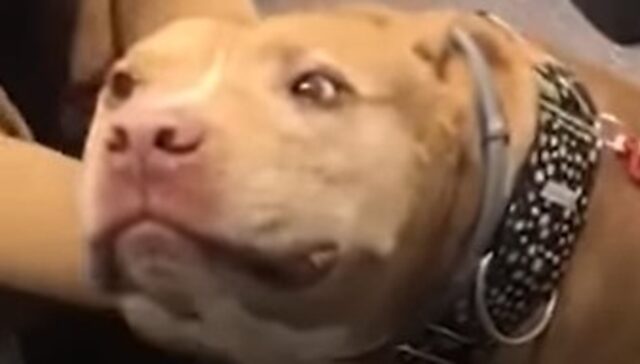 Il cagnolone Pit Bull Willie mostra al mondo la propria giornata lavorativa (VIDEO)