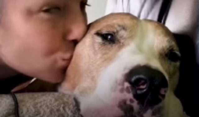Il cagnolone Pit Bull ansioso Amos cerca di combattere le proprie paura con l’aiuto della sua umana (VIDEO)
