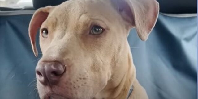 Un cagnolone abbandonato Pit Bull riesce a trovare una famiglia per la vita (VIDEO)