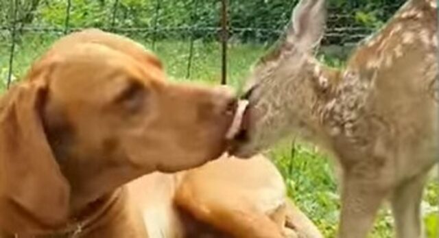Il cagnolone affettuoso Leopold si è preso cura di una splendida cucciola di cerbiatta di nome Ludovica (VIDEO)